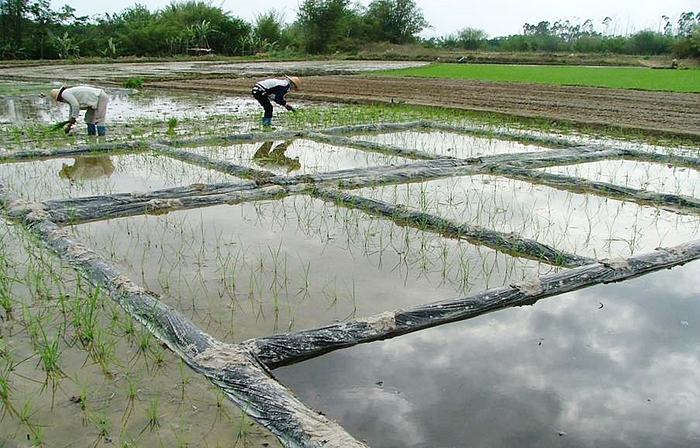          生物控草肥田间小区试验